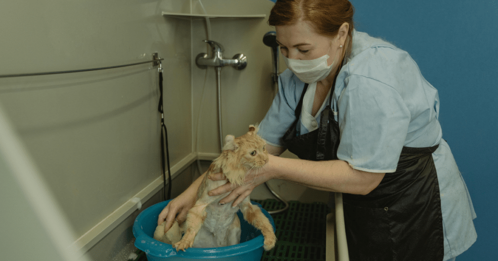 Regular Veterinary Checkups