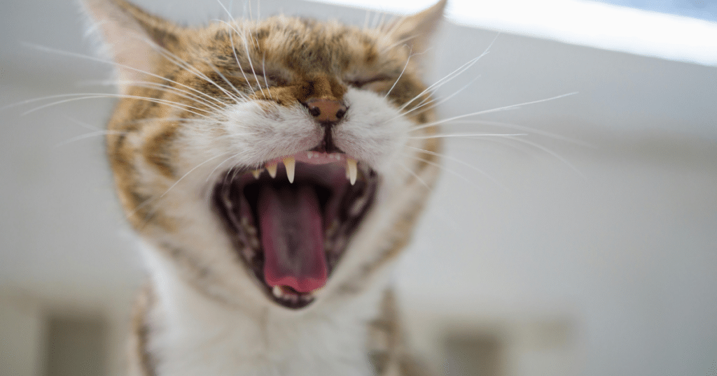 Role of Veterinary Dentistry in Pet Health