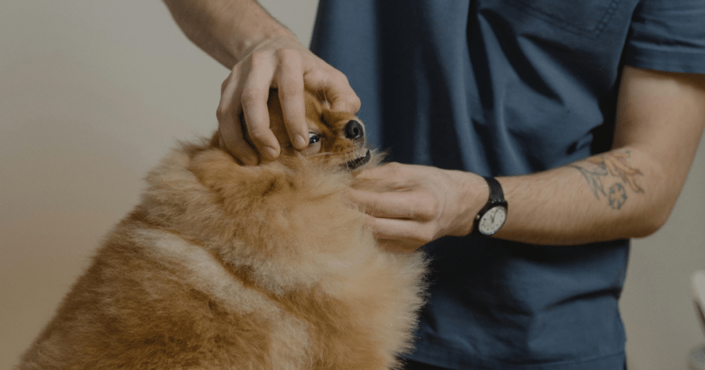 Role of Veterinary Dentistry in Pet Health