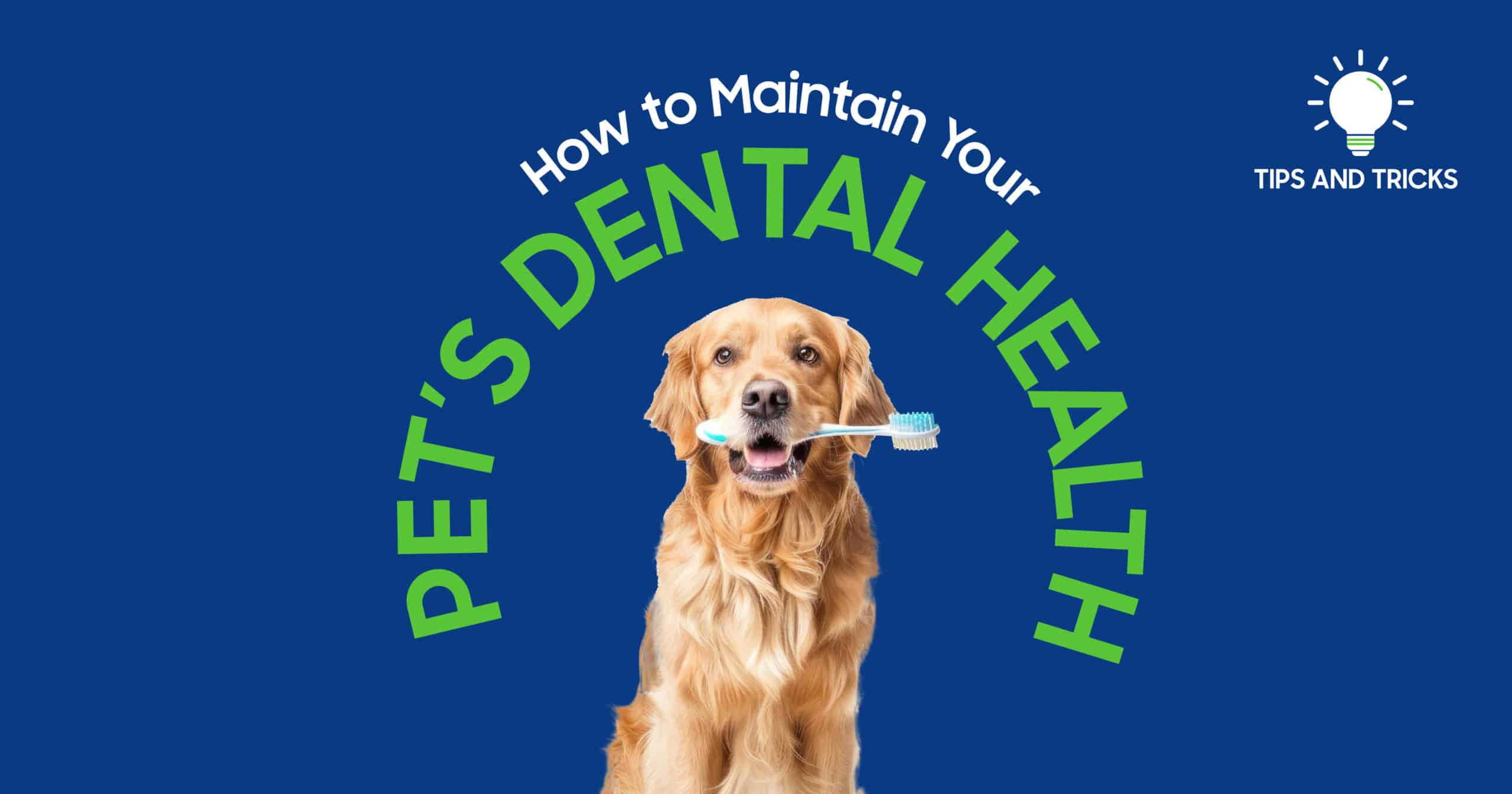 Pet's Dental Health