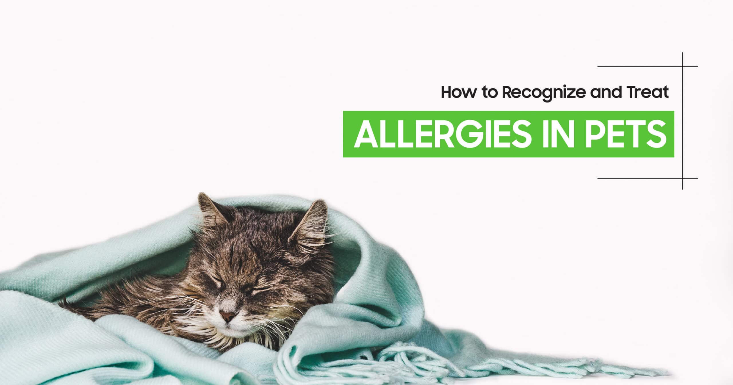 Recognize and Treat Allergies in Pets