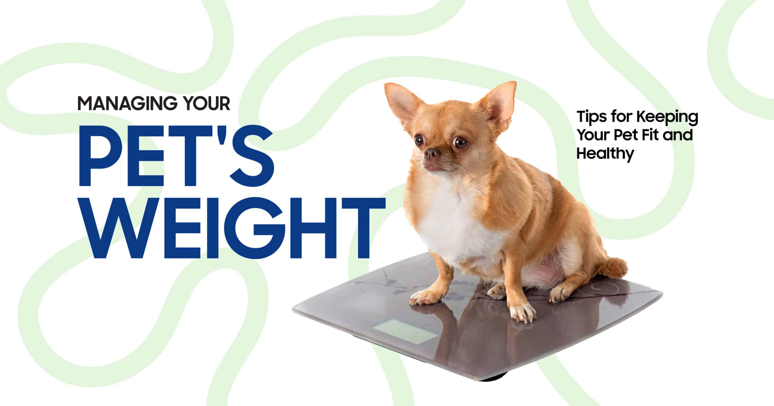 Pet weight management