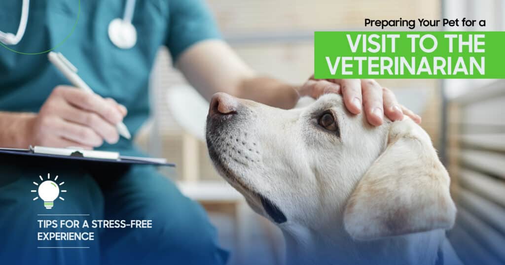 Prepare Your Pet for a Vet