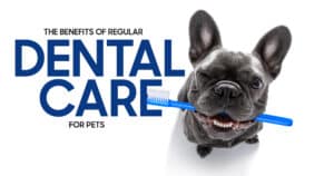 Benefits of Dental Care for Pets