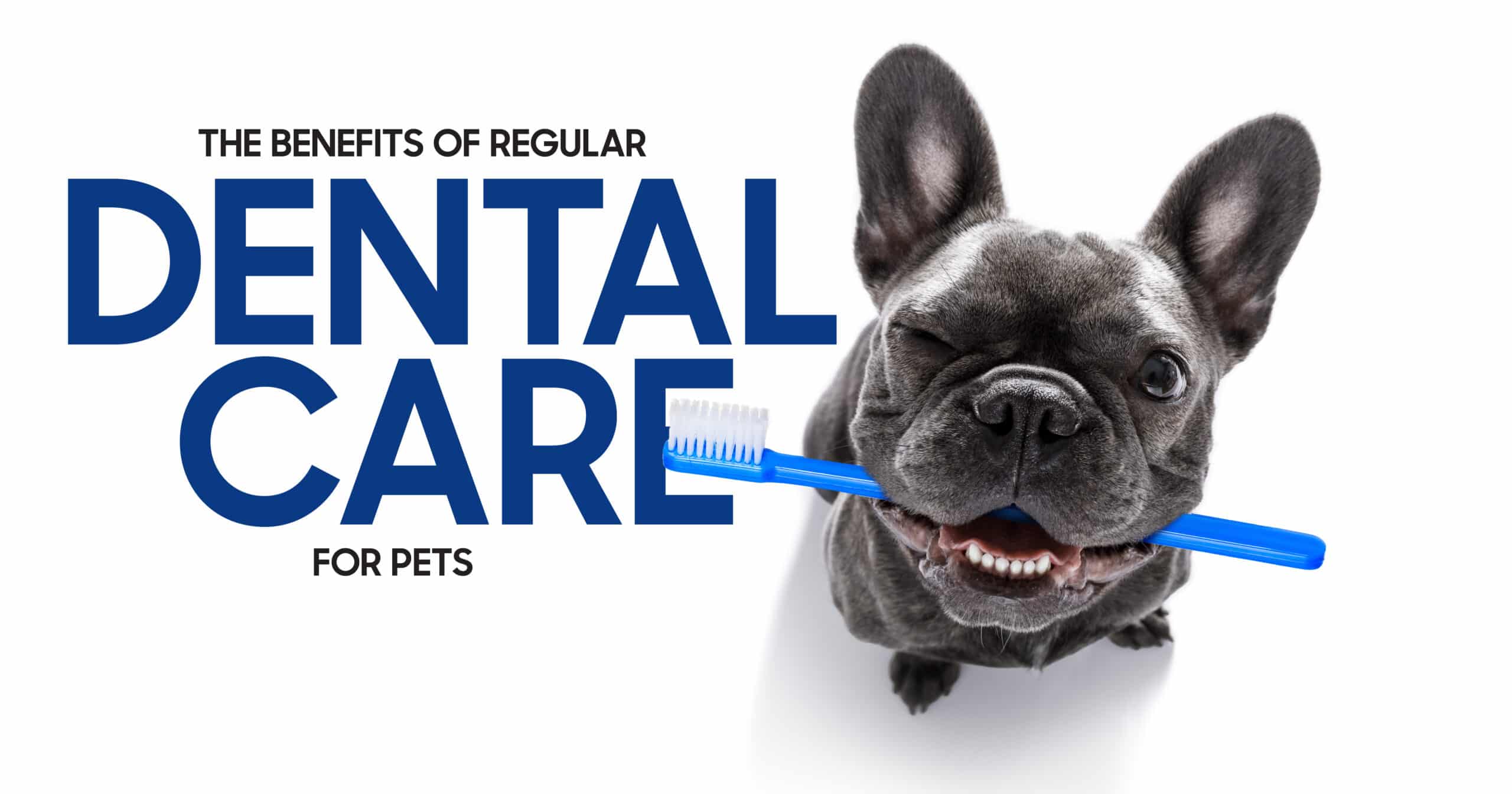 Benefits of Dental Care for Pets