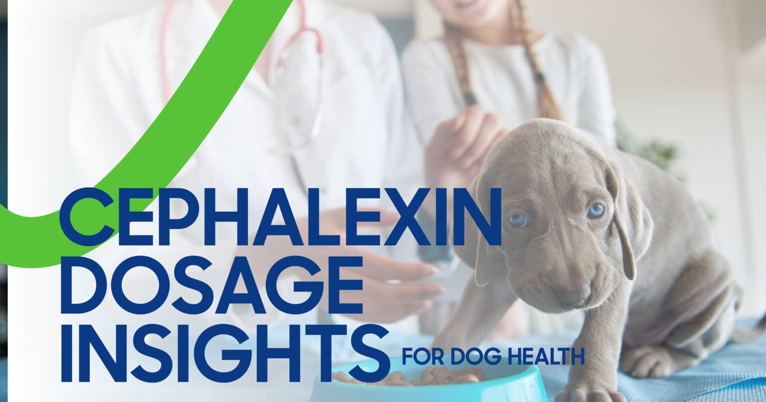 Cephalexin for Dogs Dosage Insights and Safety Guidelines