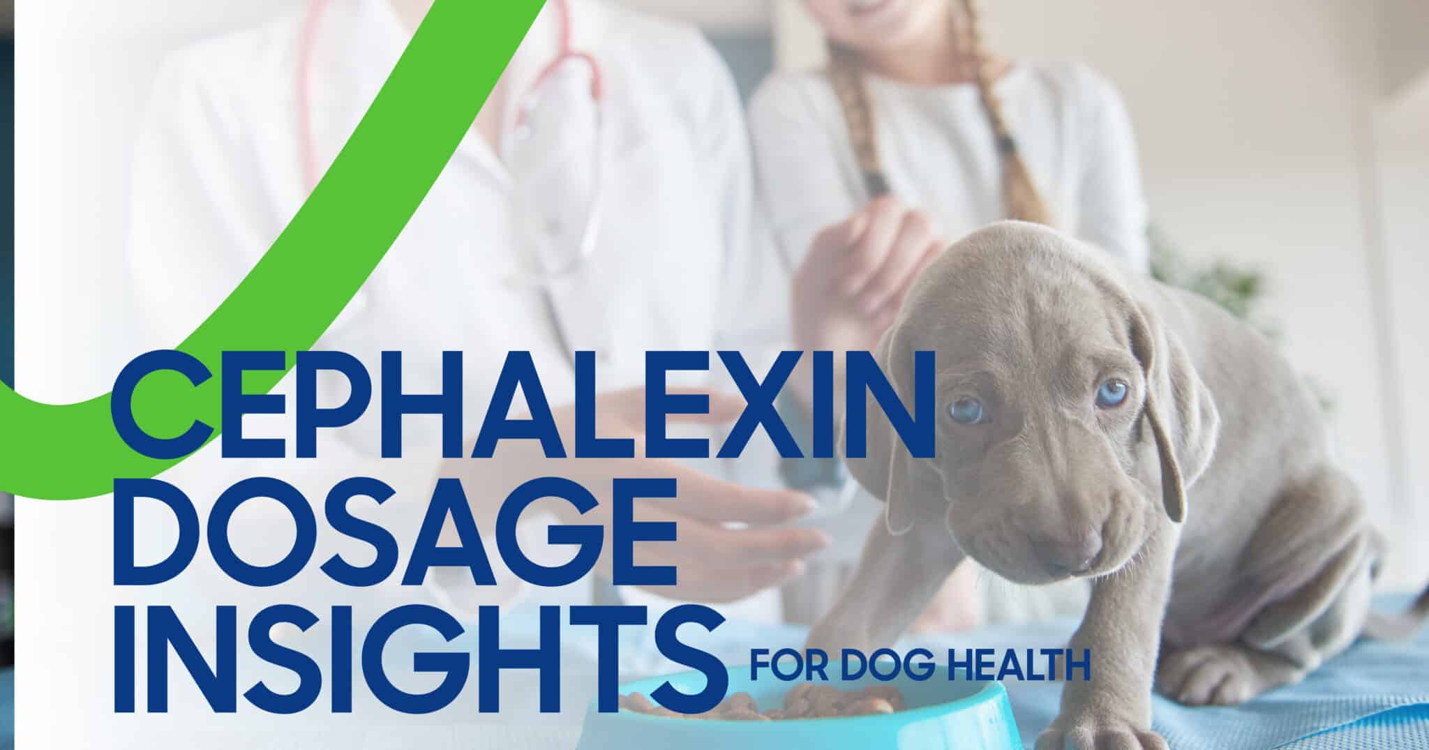 Cephalexin for Dogs Dosage Insights and Safety Guidelines