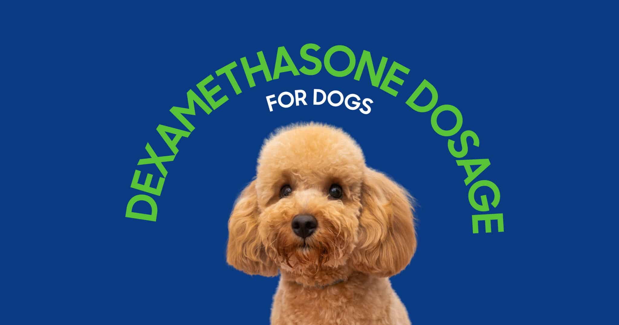 Dexamethasone for Dogs Dosage Guidelines and Safe Use Tips