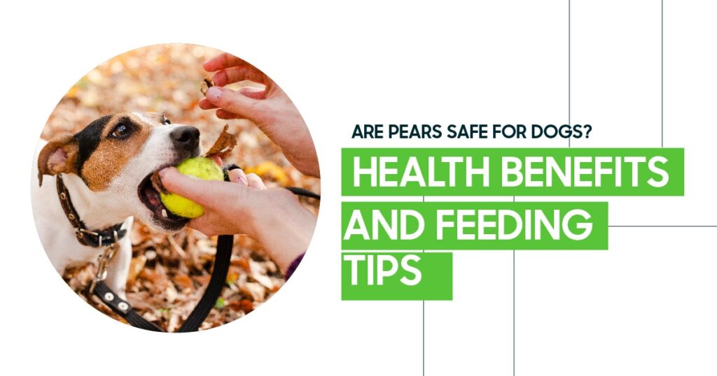 Dog eating a slice of pear from its owner’s hand outdoors, illustrating whether pears are safe for dogs