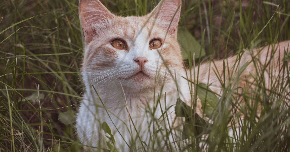 Cross-Eyed Cats: Traits, Care, and Unique Charm