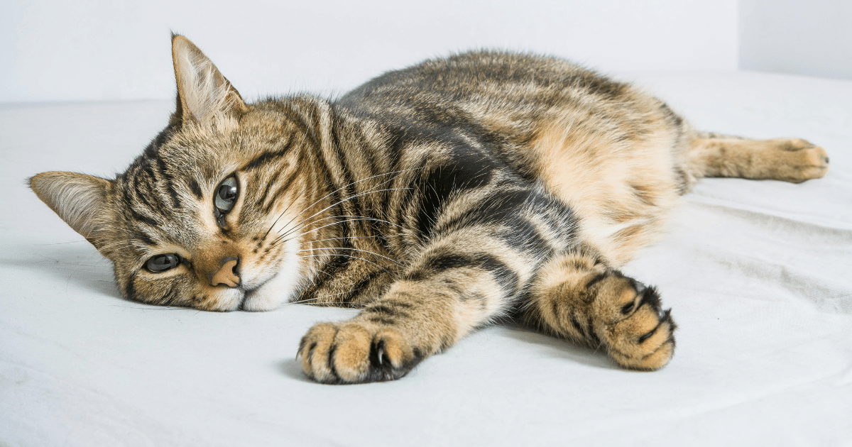 Cross-Eyed Cats: Traits, Care, and Unique Charm