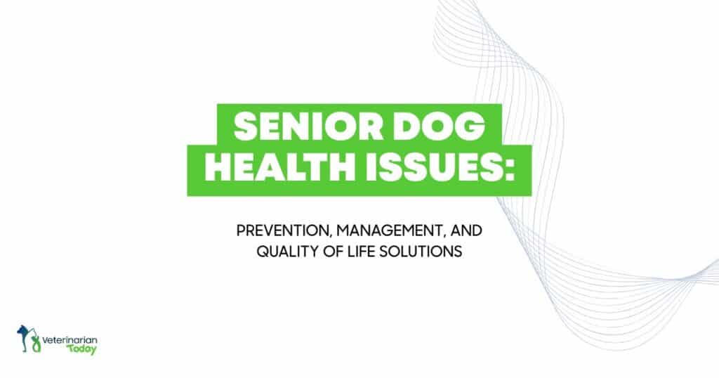 Senior dog health issues guide covering prevention, management, and quality of life solutions for aging dogs
