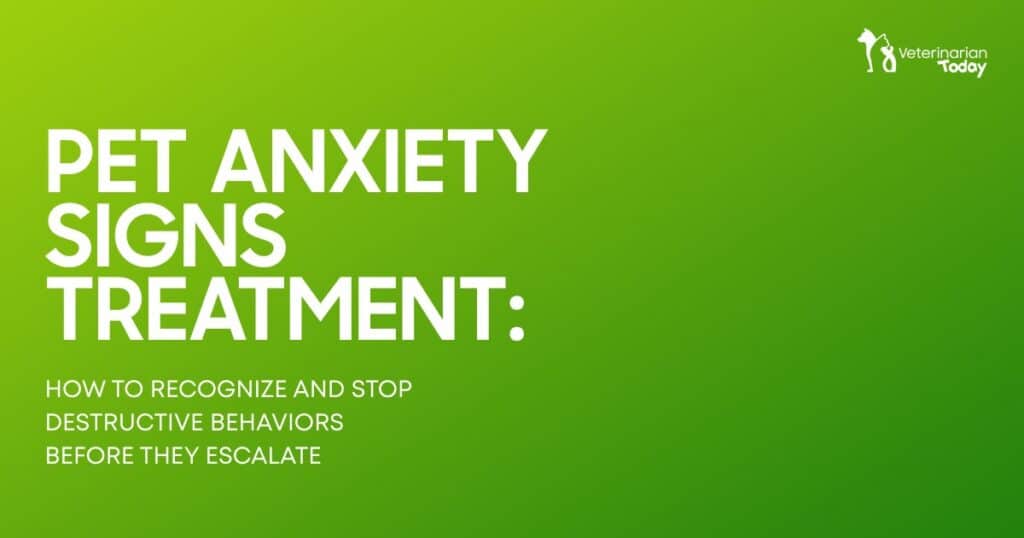 Pet anxiety signs and treatment methods showing how to recognize stress behaviors and prevent destructive actions in pets